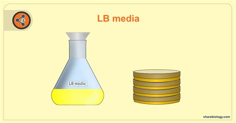 what is lb media